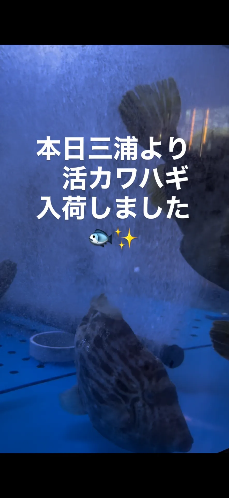 活カワハギ入荷!!!